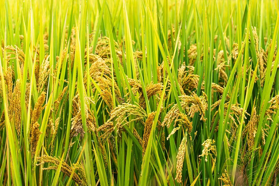 農業農村部1020號公告發布，農藥出口登記如何“一次搞定”？